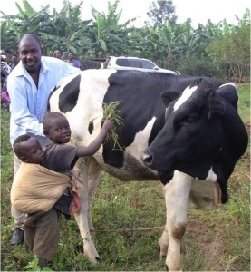 This father, a member of a Rwandan cooperative supported by All Saints, said joyfully, "Now that we have a cow, our children will not be hungry." (photograph)