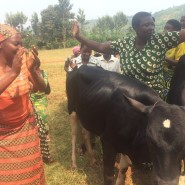 Three Cows For The Twa – Thank You, All Saints!