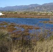 Birding at the Carp Salt Marsh, Saturday Feb 20 at 9am